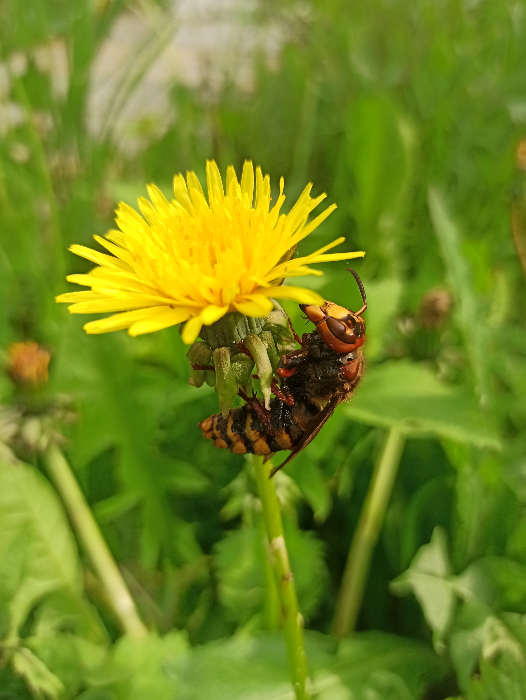 First time I saw a hornet so close - My, The photo, Hornet, Dacha, Mobile photography