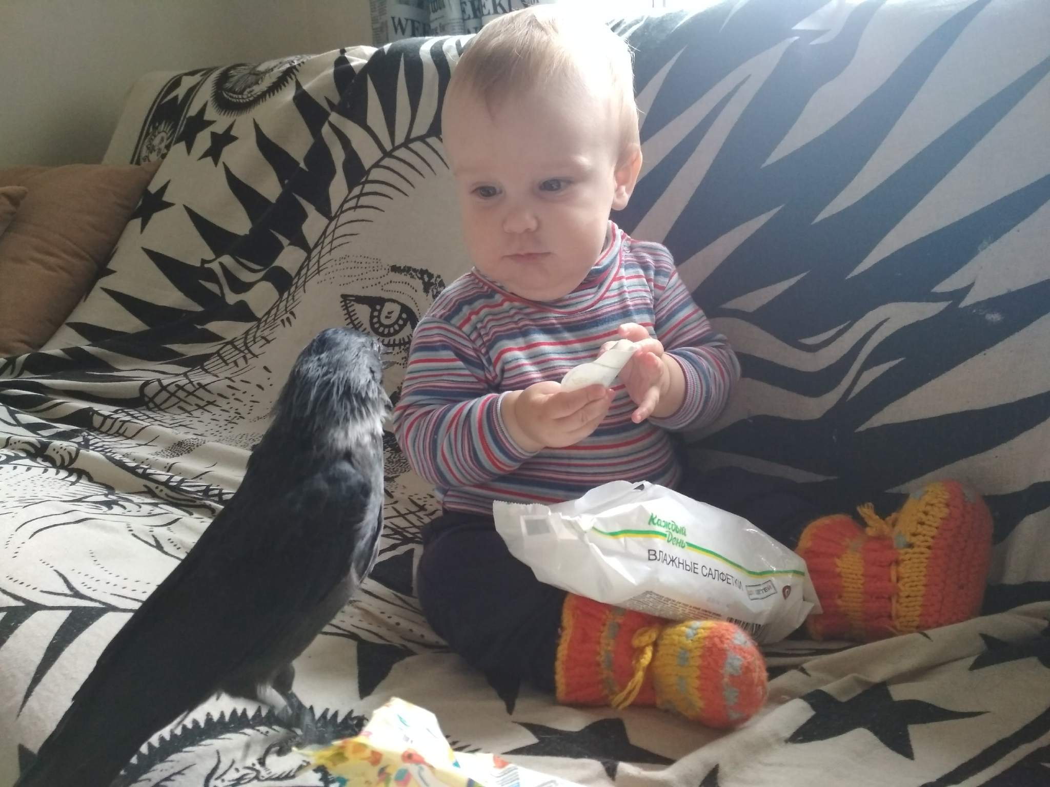 Baby and the Jackdaw Igor - My, Birds, friendship, Jackdaw, Children