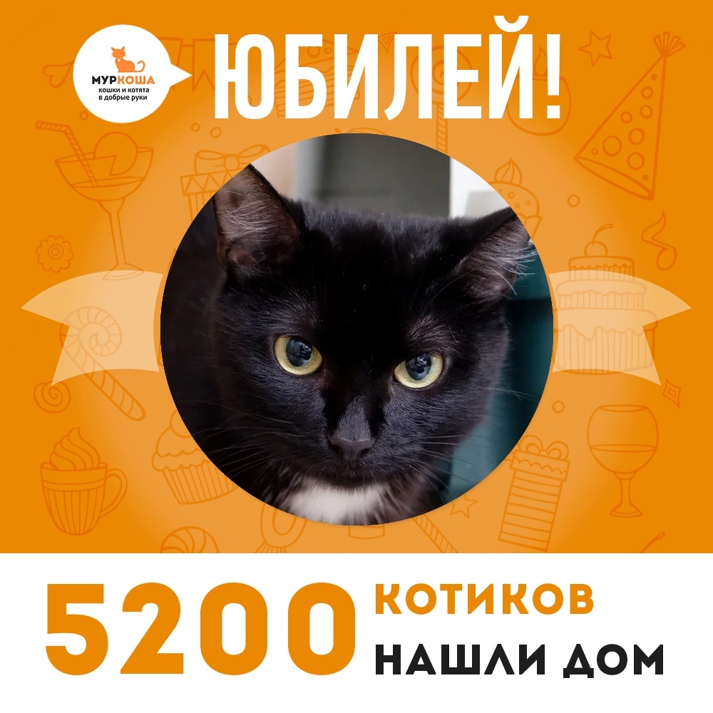 Празднуем очередной юбилей: уже 5200 котиков дома! ^^ | Пикабу