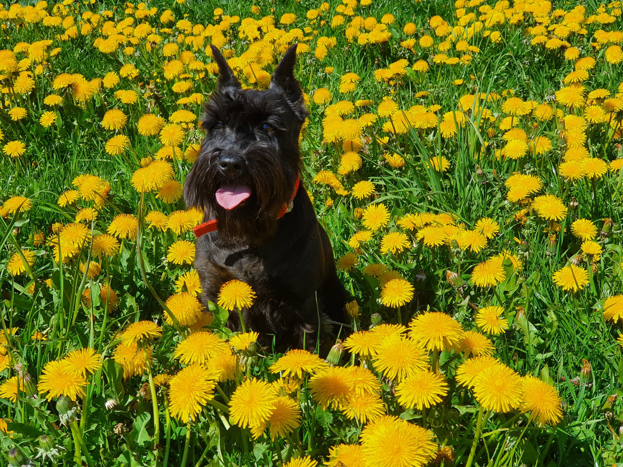 Summer in the city - My, Dog, Miniature schnauzer, Summer