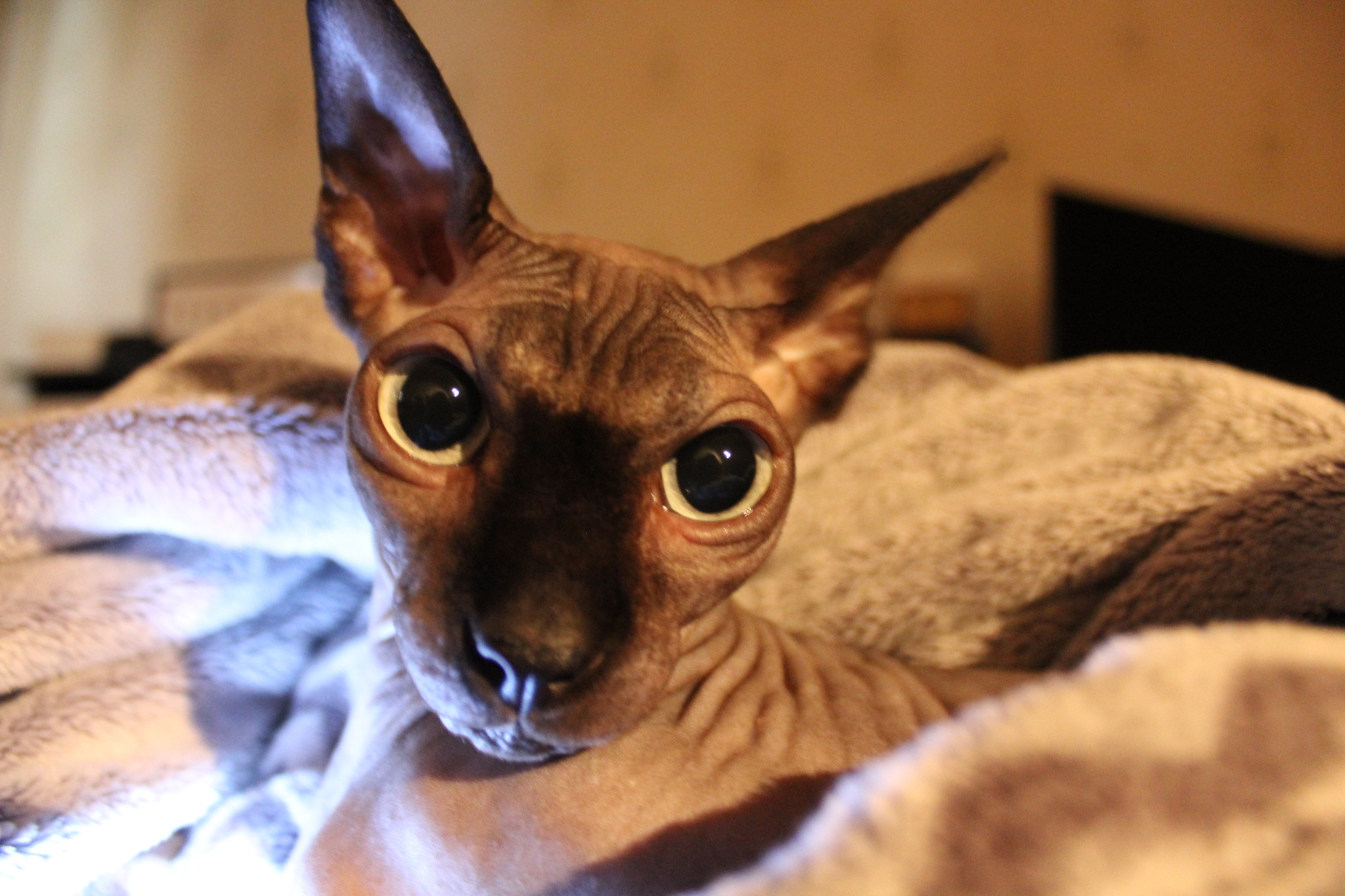 Teeth on the shelf - My, cat, Canadian sphinx, Longpost