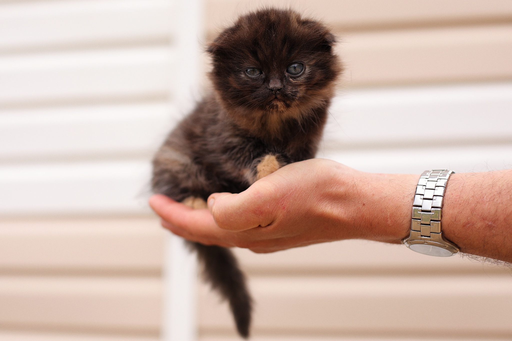 Fold kitten in good hands - My, cat, Kittens, Moscow, Moscow region, In good hands, No rating, Longpost