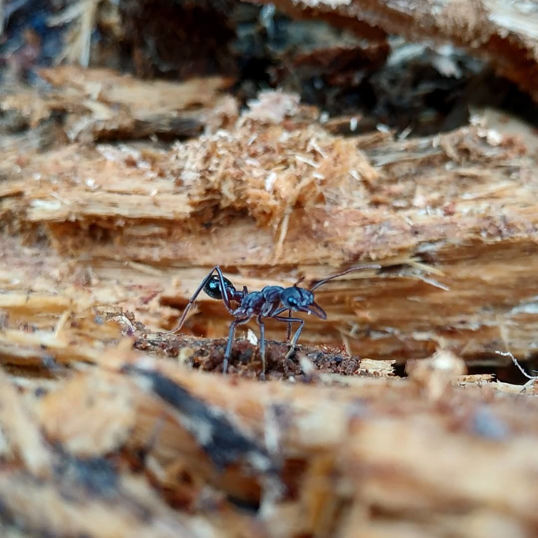 Tasmanian Thumbelina - My, Ants, Tasmania, Australia, A bite of an insect, Longpost