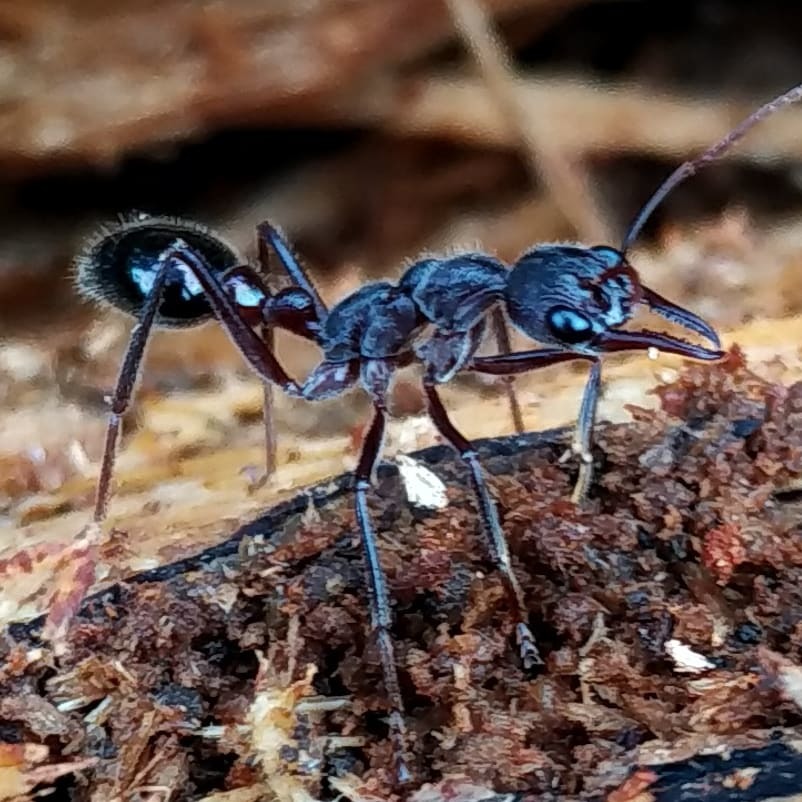 Tasmanian Thumbelina - My, Ants, Tasmania, Australia, A bite of an insect, Longpost