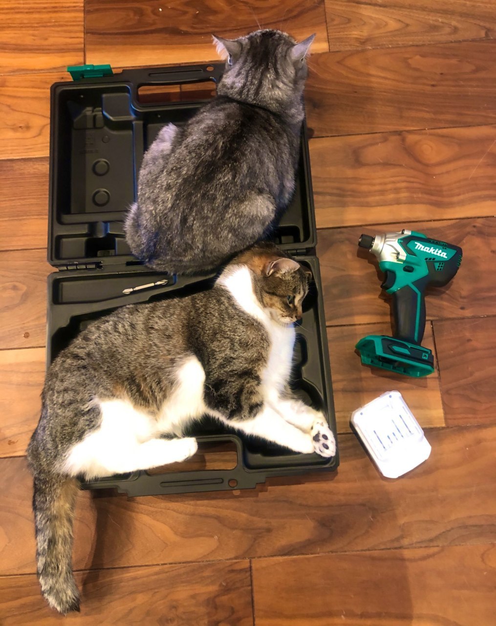 Fits perfectly - The photo, cat, Suitcase