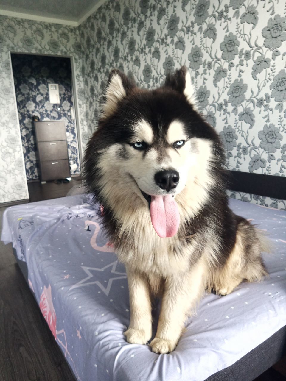 What breed of dog? - My, No rating, Dog, Longpost, Alaskan Malamute