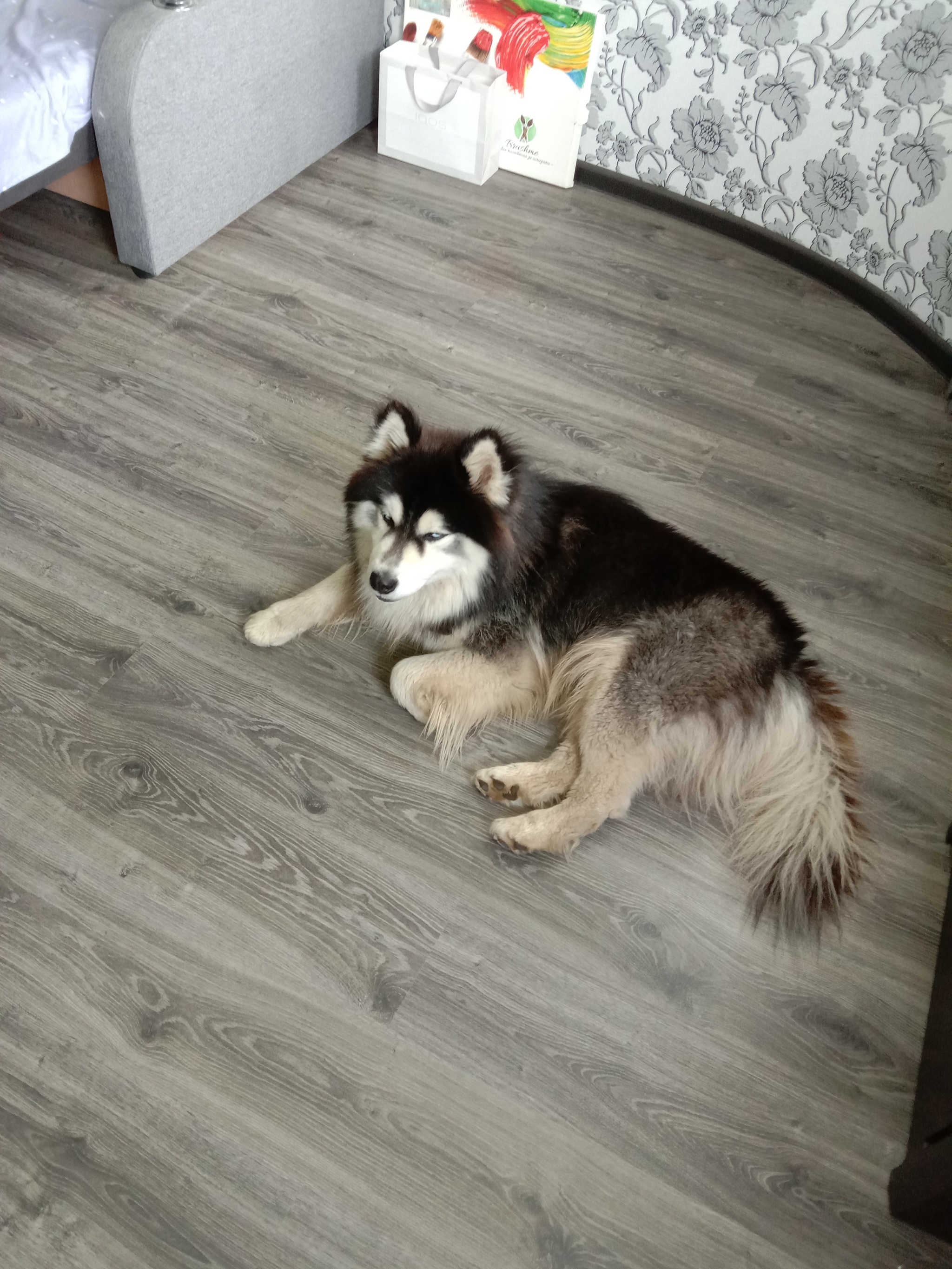 What breed of dog? - My, No rating, Dog, Longpost, Alaskan Malamute