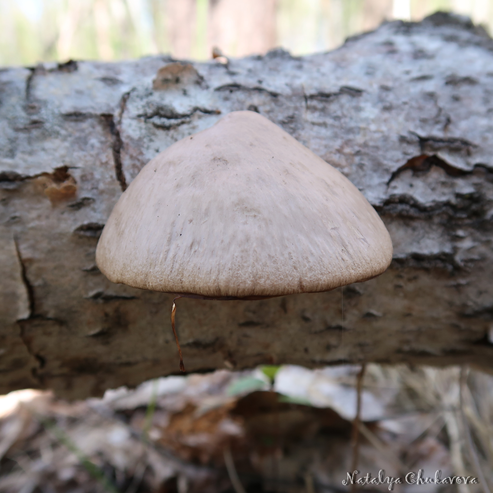 Spring mushrooms near St. Petersburg - My, Mushrooms, Mushroom pickers, Mushroom season, Morels, Morel hat, Oyster mushroom, Longpost