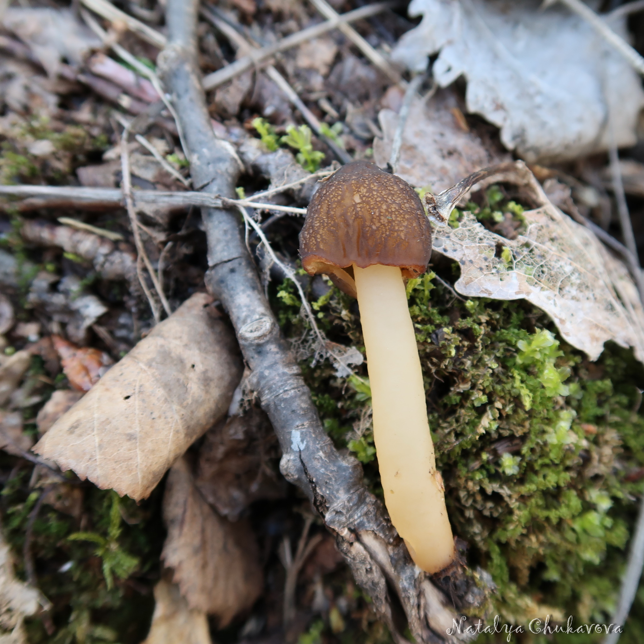 Spring mushrooms near St. Petersburg - My, Mushrooms, Mushroom pickers, Mushroom season, Morels, Morel hat, Oyster mushroom, Longpost