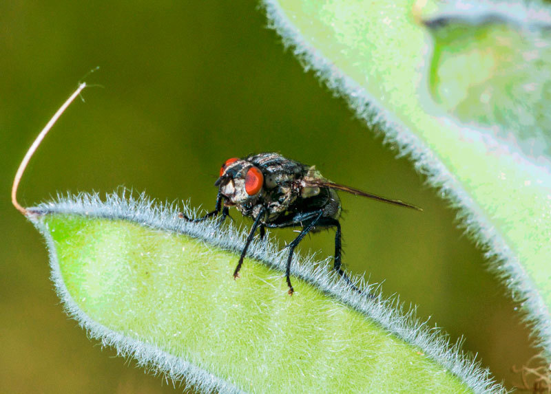 flies - My, Муха, Historical photo, Longpost