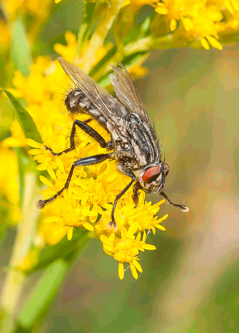 flies - My, Муха, Historical photo, Longpost