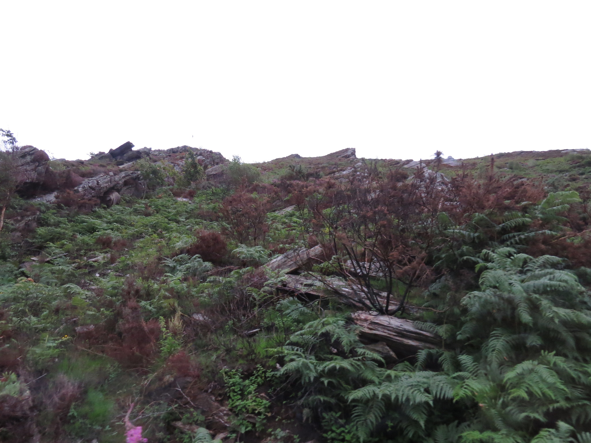 Nature of Wales (UK) - My, Wales, Great Britain, Nature, Longpost, Landscape, The photo