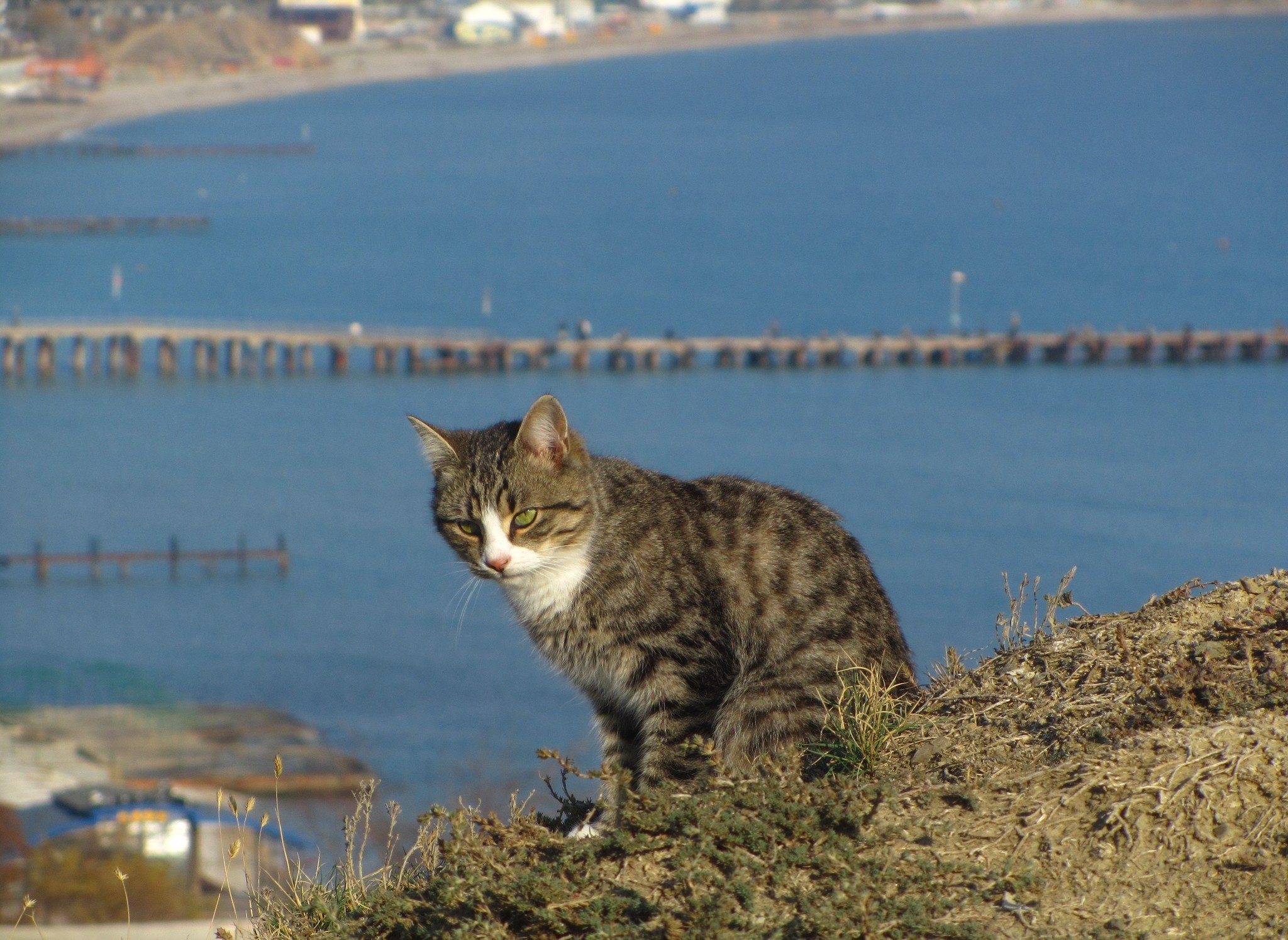 Котики и море - Моё, Кот, Черное море, Коктебель, Длиннопост