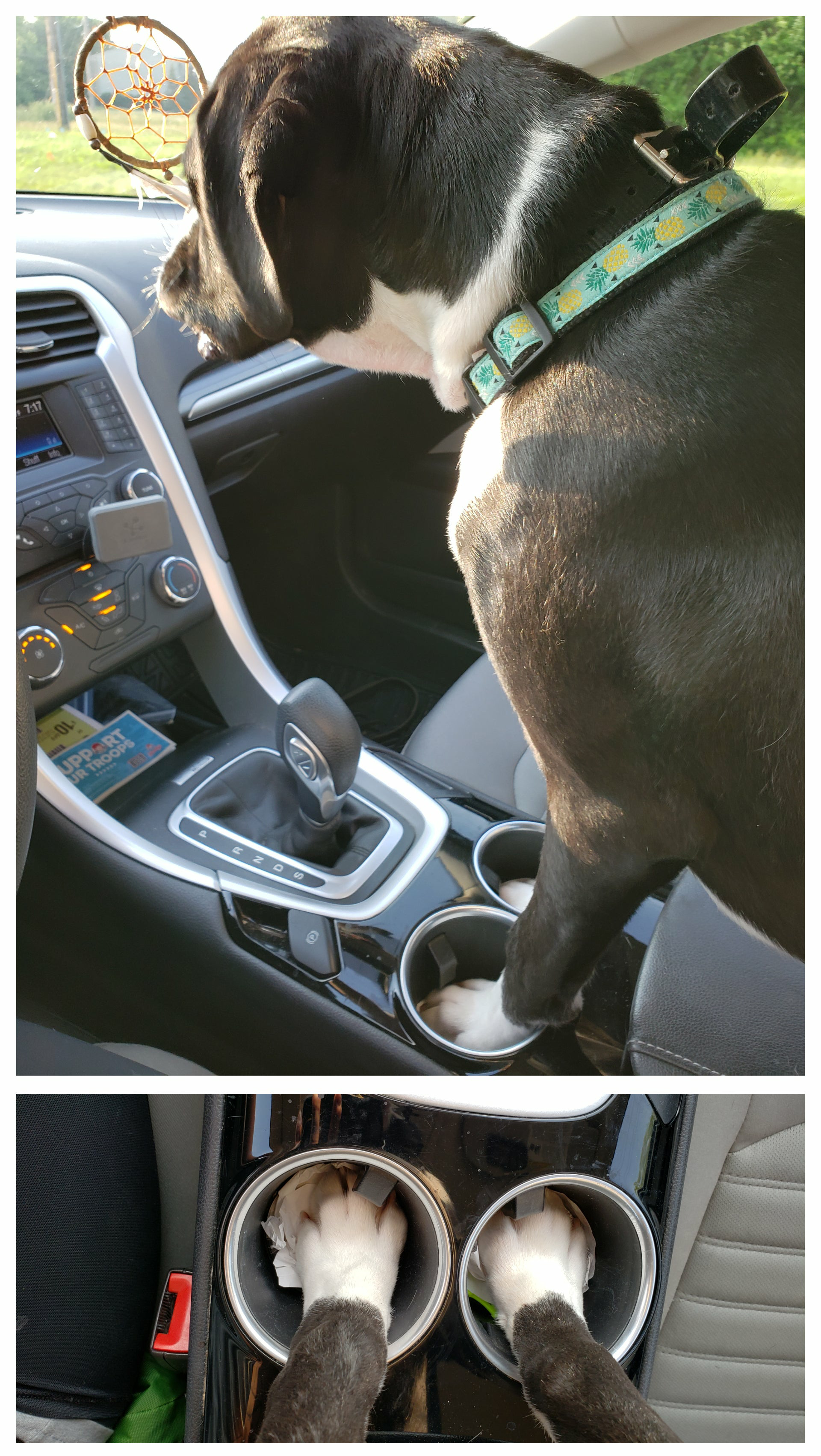 Today I finally understood the true purpose of these holes in the car - The photo, Auto, Dog, Cup holder, Reddit, Paws, Animals