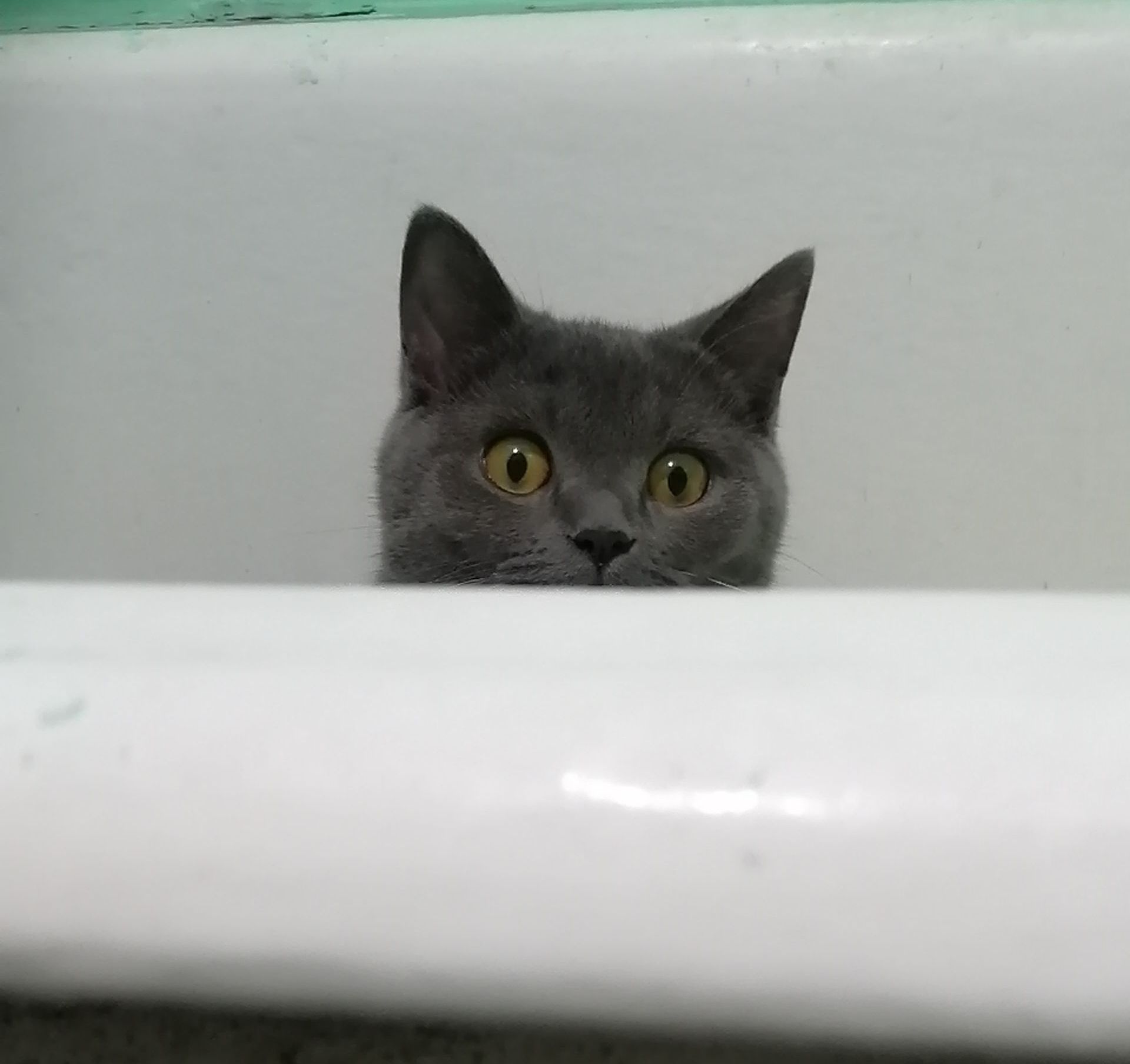 I go into the bathroom, and there... - My, Intrigue, Surprise, cat, Longpost