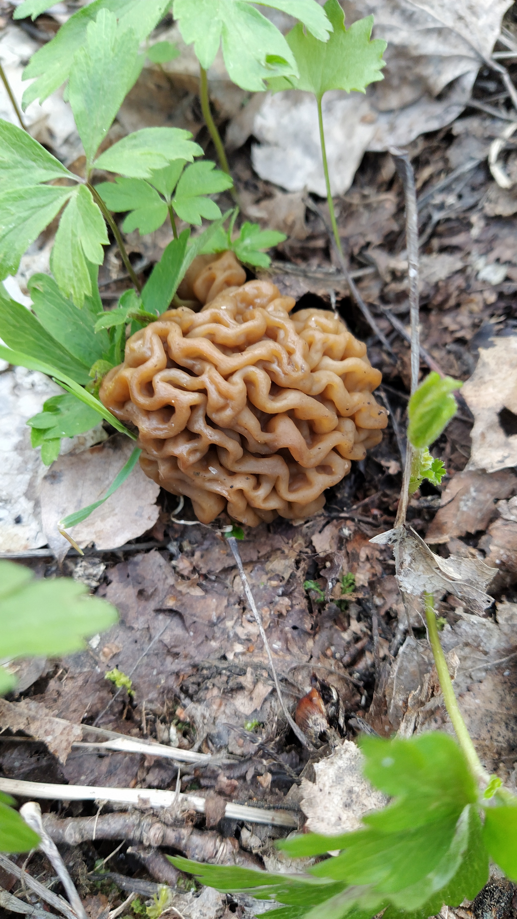 Near St. Petersburg the blackbirds have matured. And the mushrooms went - My, Leningrad region, Mushrooms, Birds, Thrush, Nest, Recipe, Longpost