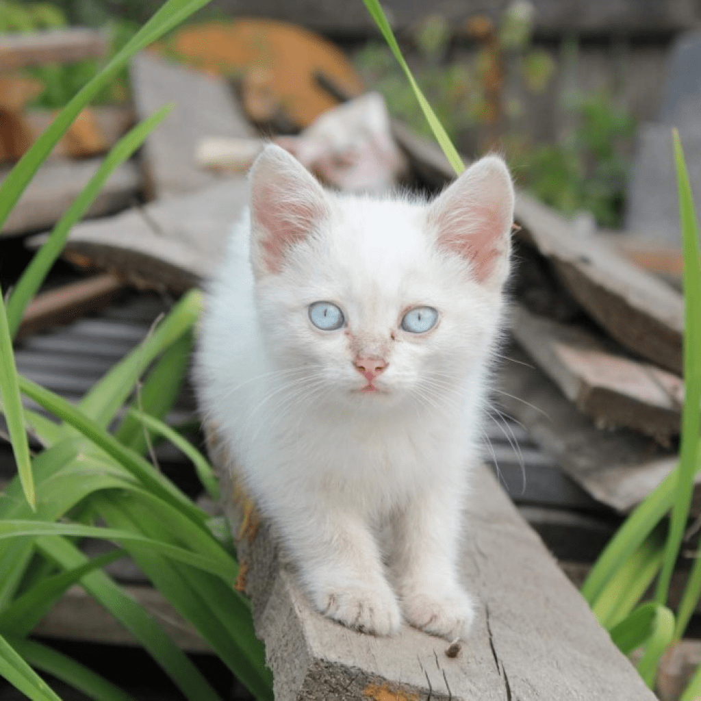 A charming creature, a favorite of felinologists - the Turkish Angora - My, Turkey, cat, Animals, Pets, Kittens, Family, Longpost