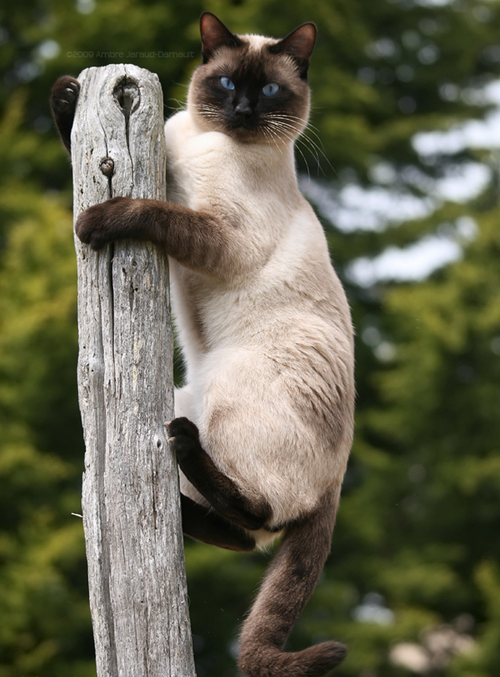 I sit high, I look far away... - cat, Mood