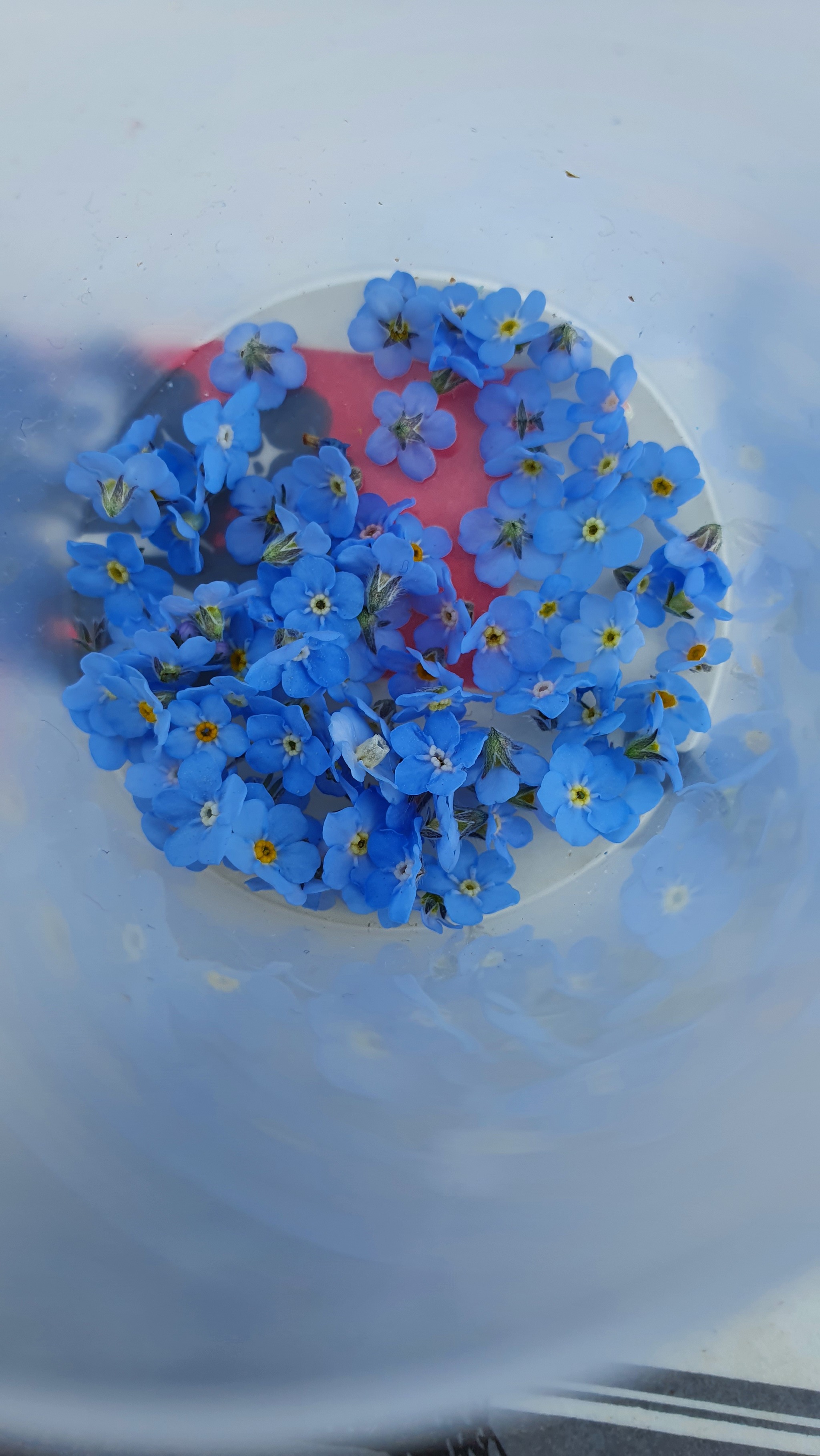 Yenisei Forget-me-nots - My, Nature, River, Needlework without process, A bracelet, Forget-me-nots, beauty, Longpost