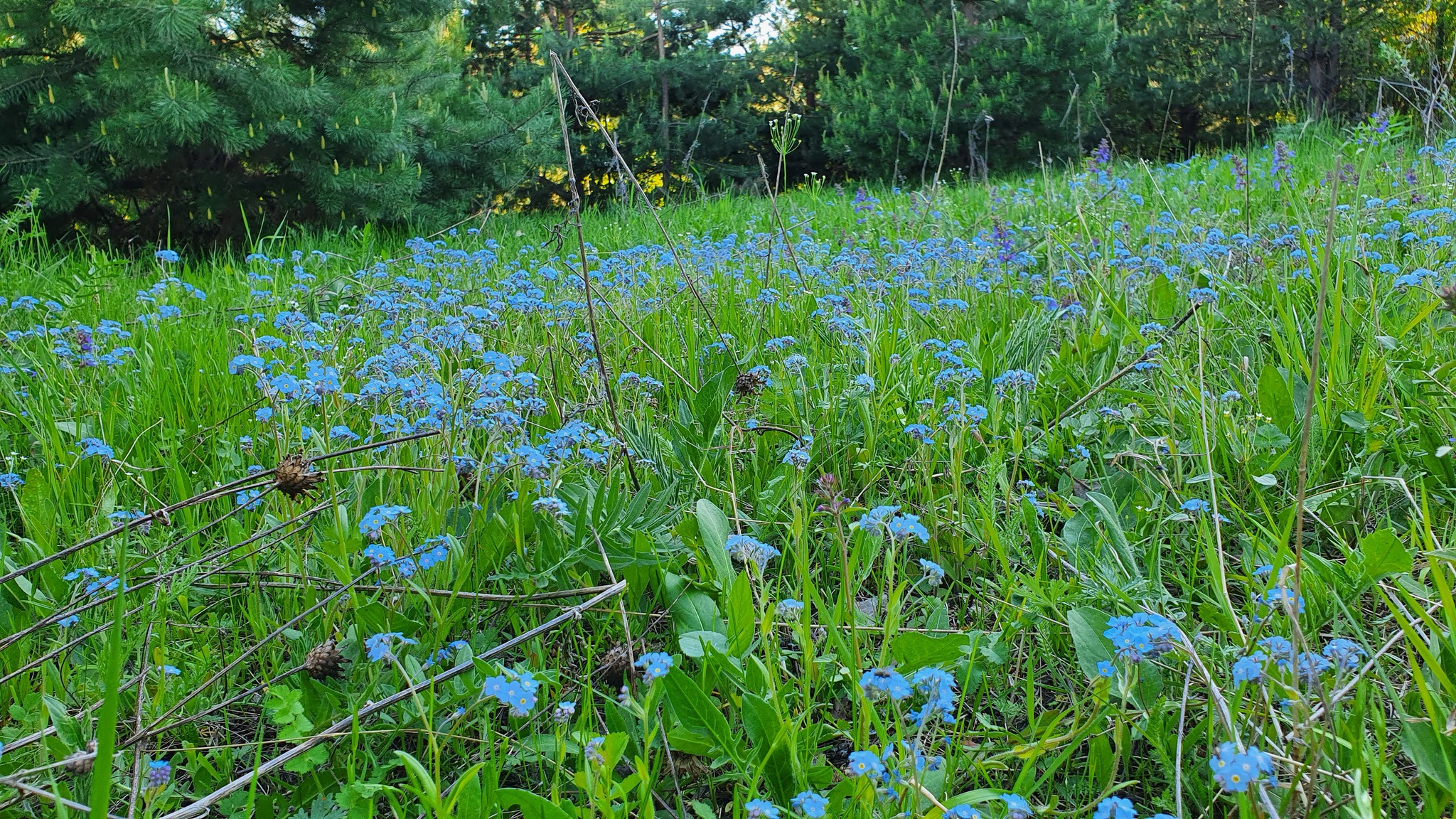 Yenisei Forget-me-nots - My, Nature, River, Needlework without process, A bracelet, Forget-me-nots, beauty, Longpost