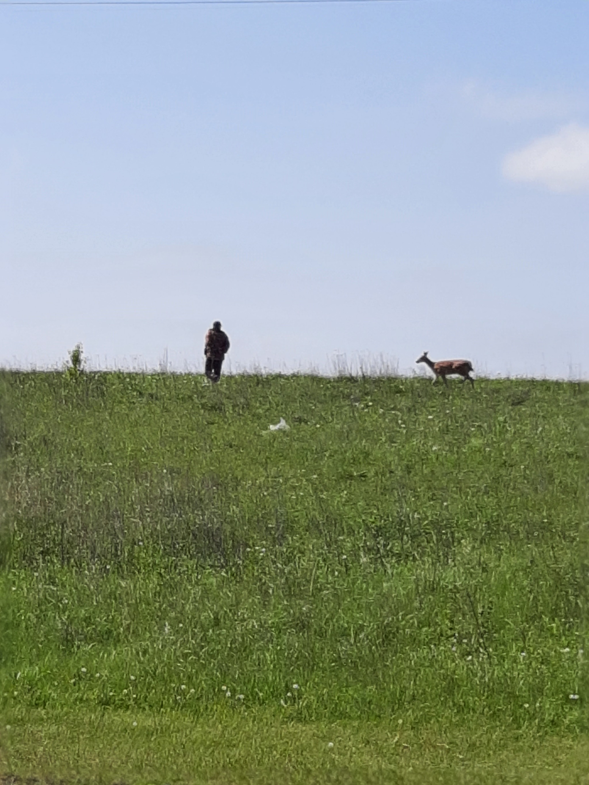 Walking with a deer - My, Animals, Walk, Longpost, Mobile photography