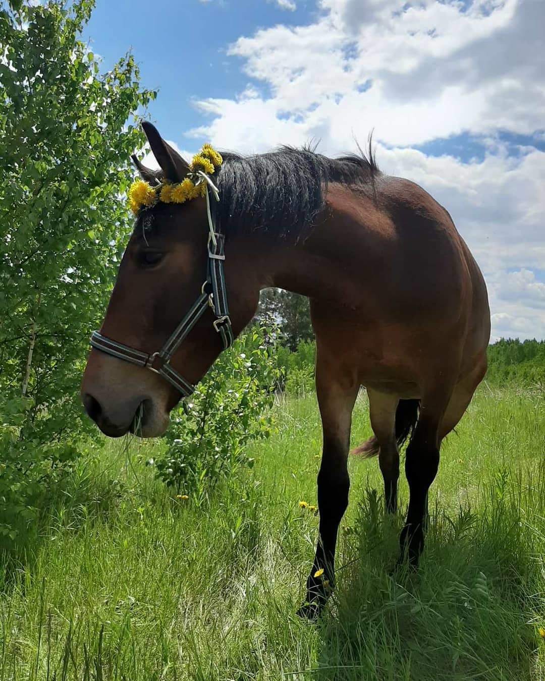 Bride - My, Horses, Dandelion, Foal, The photo, Wreath, Longpost