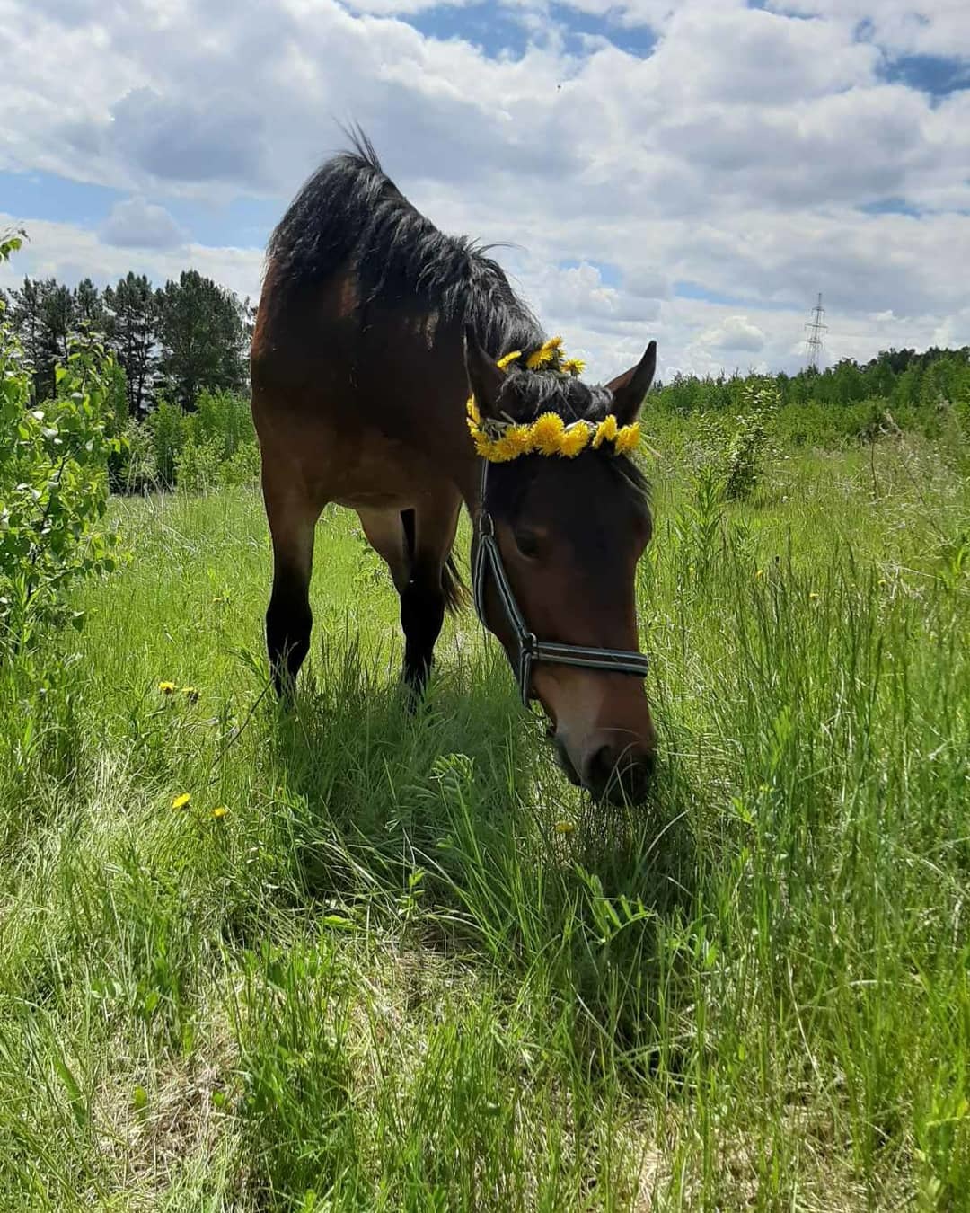 Bride - My, Horses, Dandelion, Foal, The photo, Wreath, Longpost