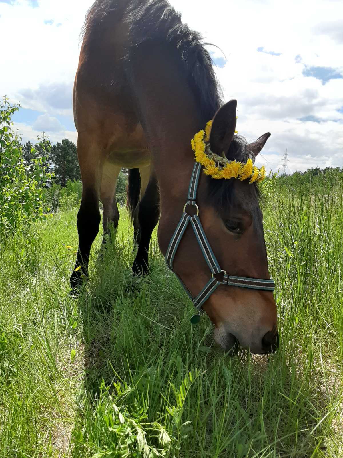 Bride - My, Horses, Dandelion, Foal, The photo, Wreath, Longpost