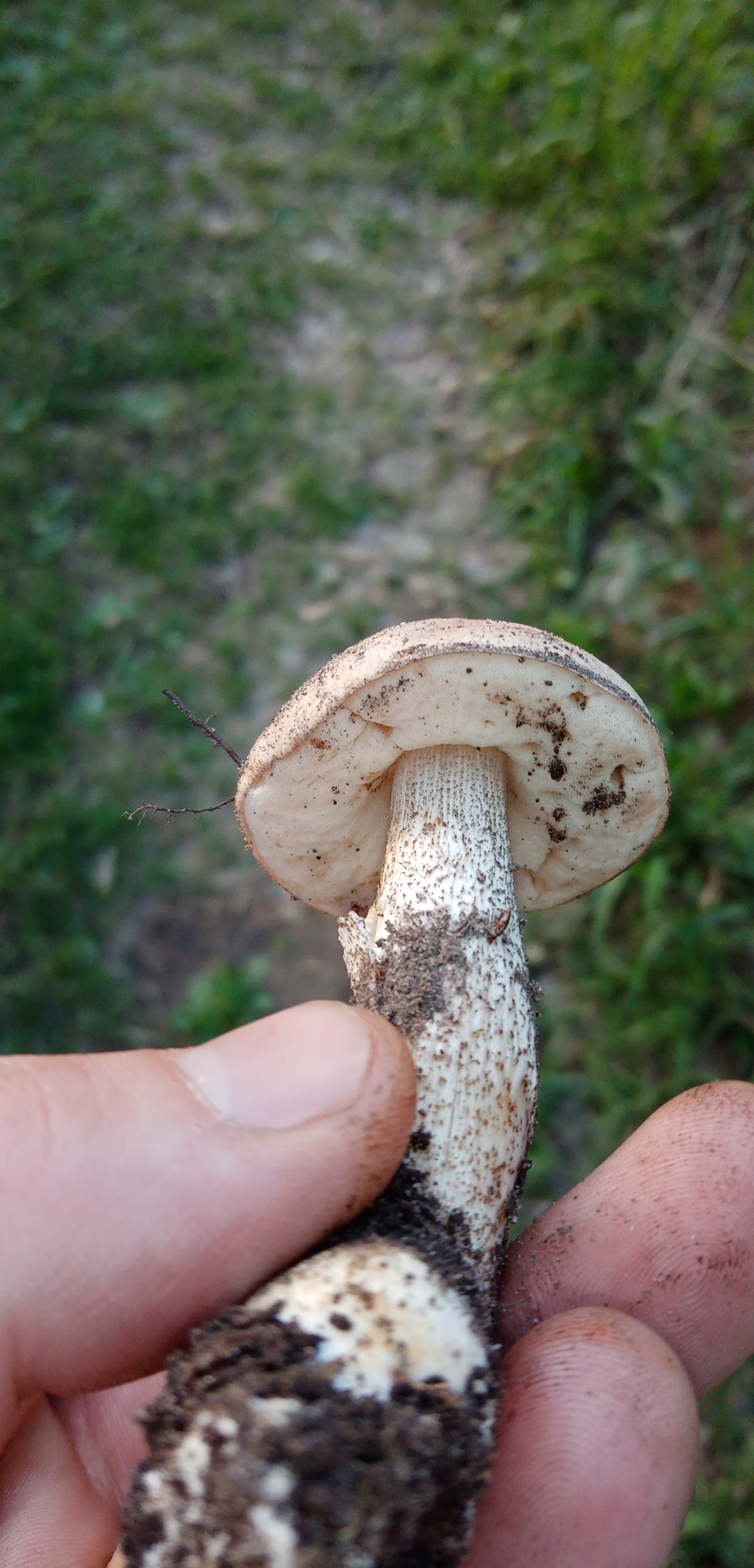 May mushrooms - My, Mushrooms, Nature, Longpost