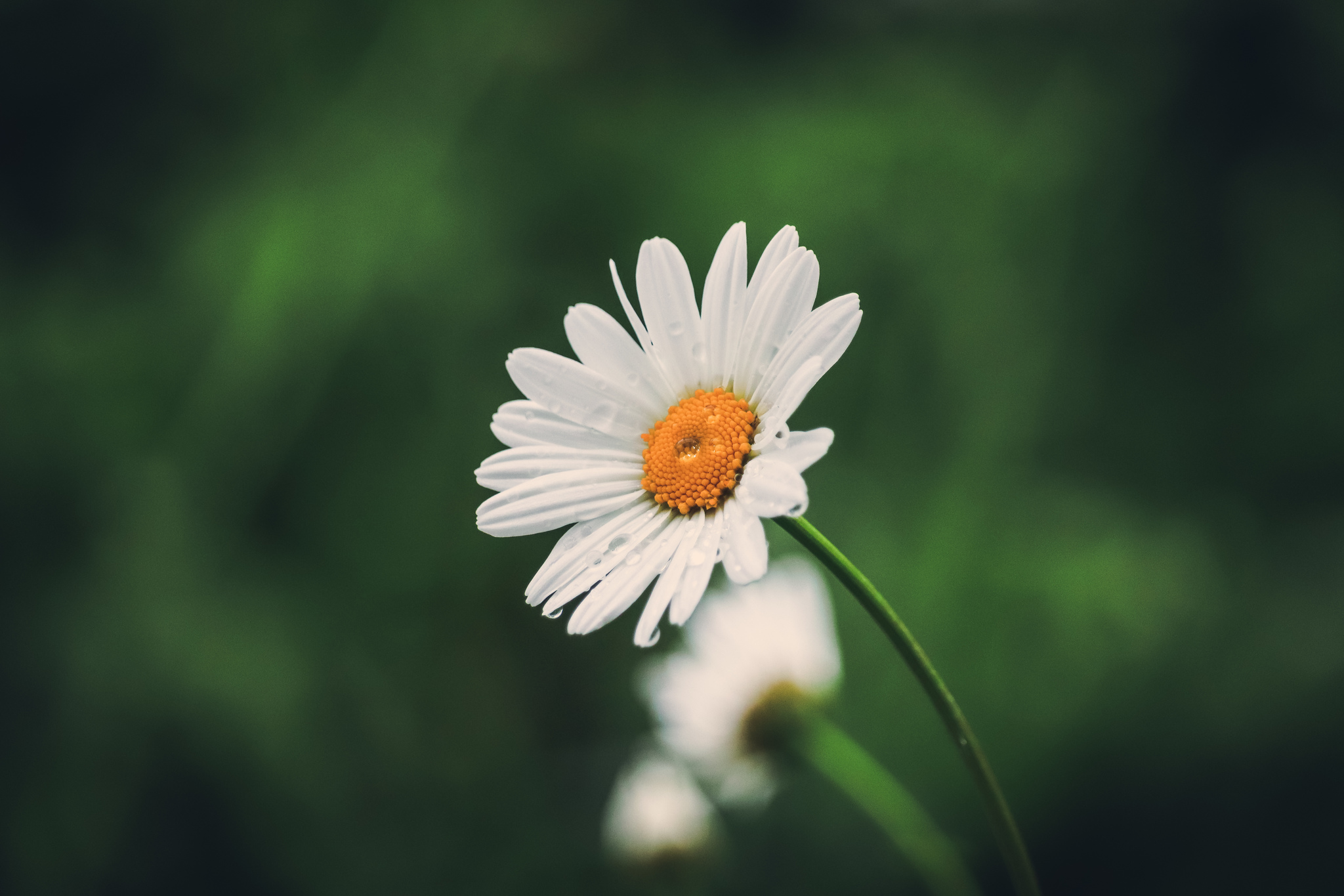 City flowers - My, The photo, Flowers, Canon 800D, Front garden, Plants, Nature, Longpost