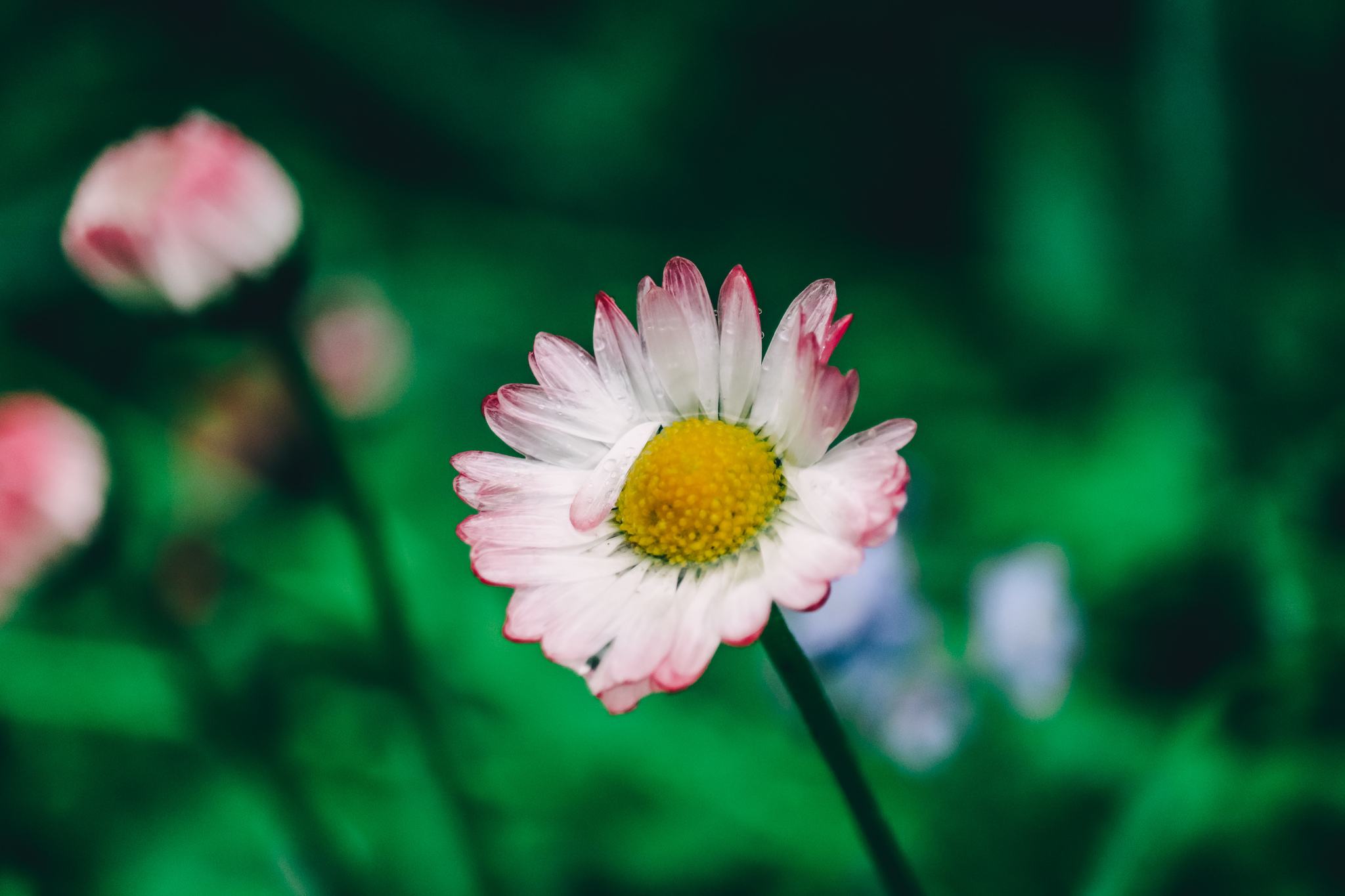 City flowers - My, The photo, Flowers, Canon 800D, Front garden, Plants, Nature, Longpost