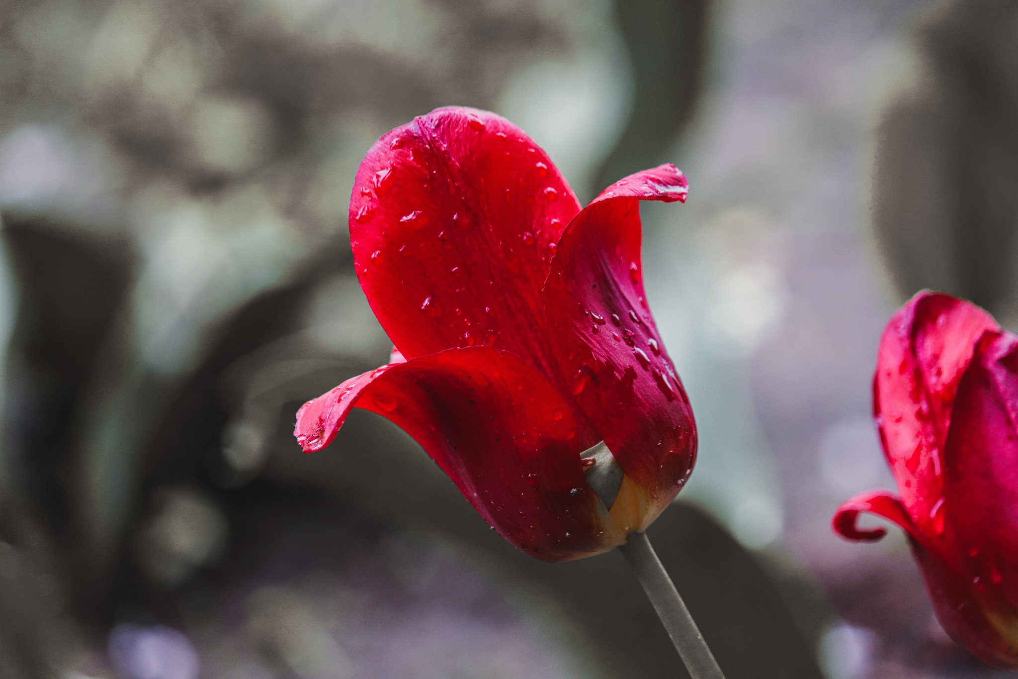 City flowers - My, The photo, Flowers, Canon 800D, Front garden, Plants, Nature, Longpost