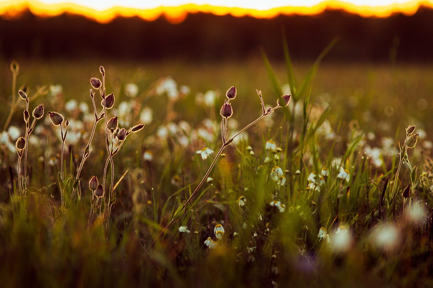 Summer near Moscow in a retro Carl Zeiss lens from the 30s - My, The photo, Carl Zeiss, Canon 60d, Jupiter-37, Nature, The nature of Russia, Flowers, Soviet lenses, Longpost