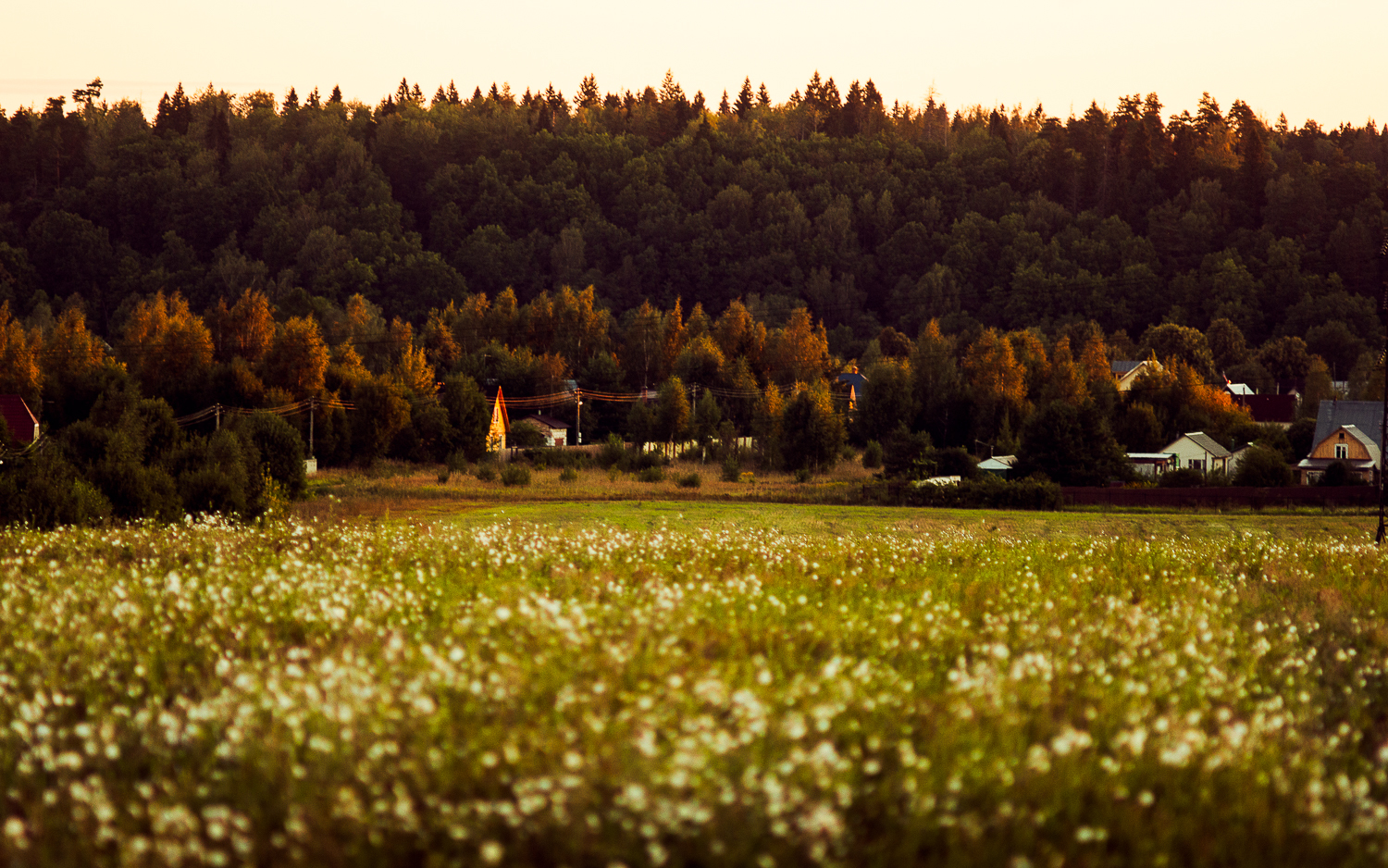 Summer near Moscow in a retro Carl Zeiss lens from the 30s - My, The photo, Carl Zeiss, Canon 60d, Jupiter-37, Nature, The nature of Russia, Flowers, Soviet lenses, Longpost