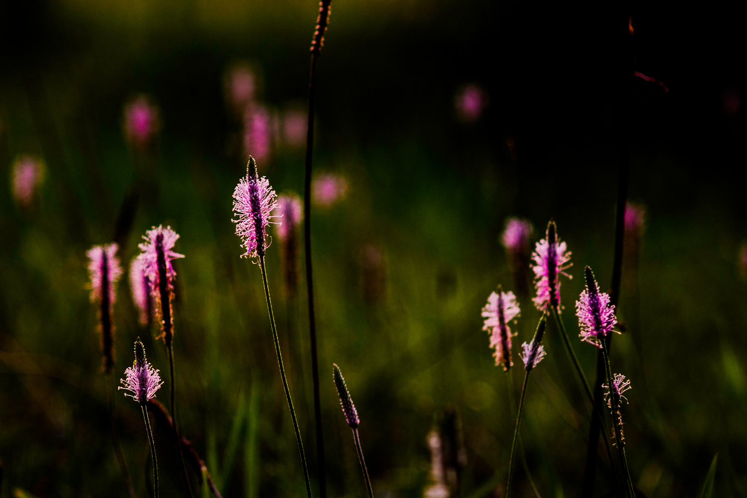 Summer near Moscow in a retro Carl Zeiss lens from the 30s - My, The photo, Carl Zeiss, Canon 60d, Jupiter-37, Nature, The nature of Russia, Flowers, Soviet lenses, Longpost