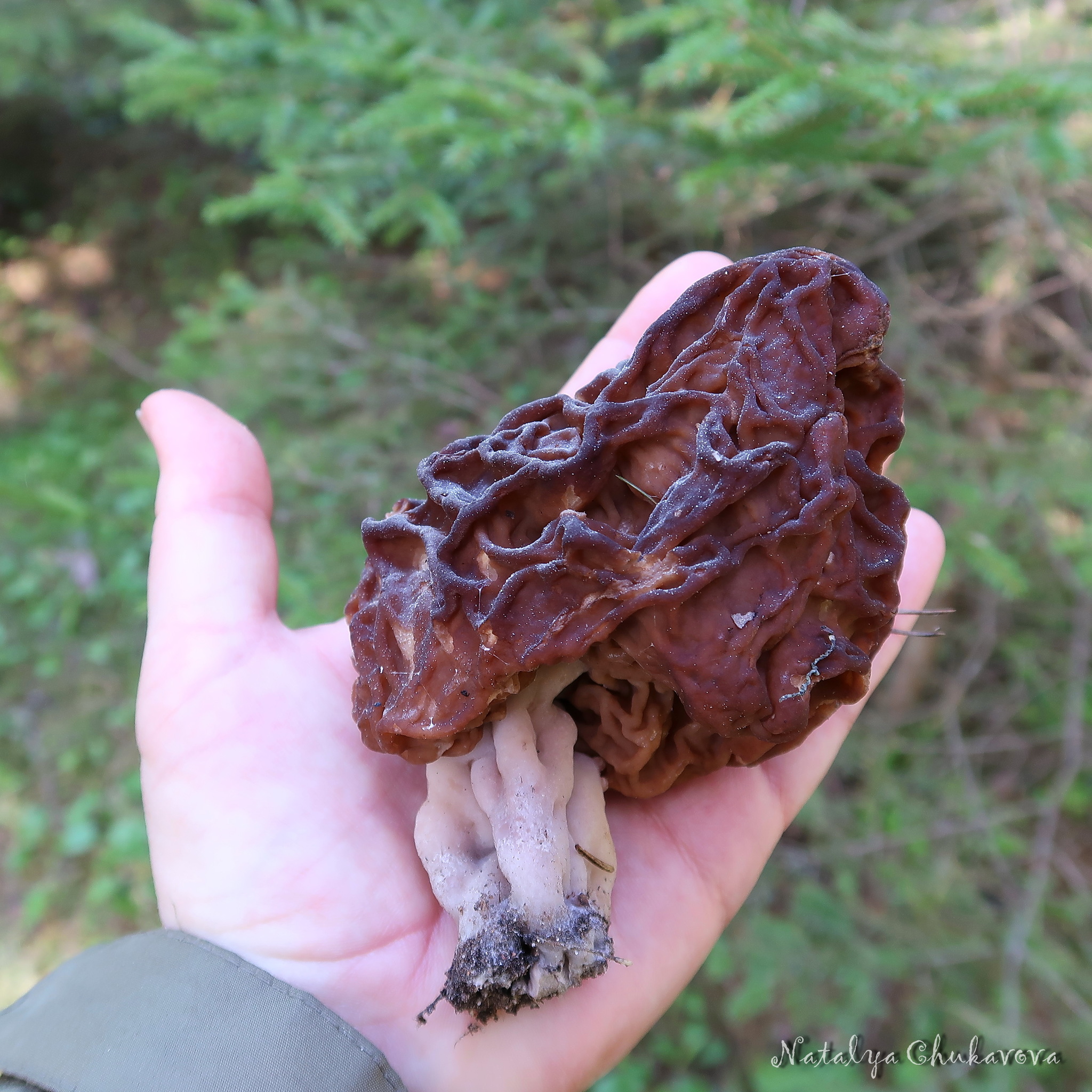 Mushrooms of the Vyborg district of Leningrad Region, 05/30/2020 - My, Mushrooms, Mushroom pickers, Stitch, Violets, Oxalis, Longpost