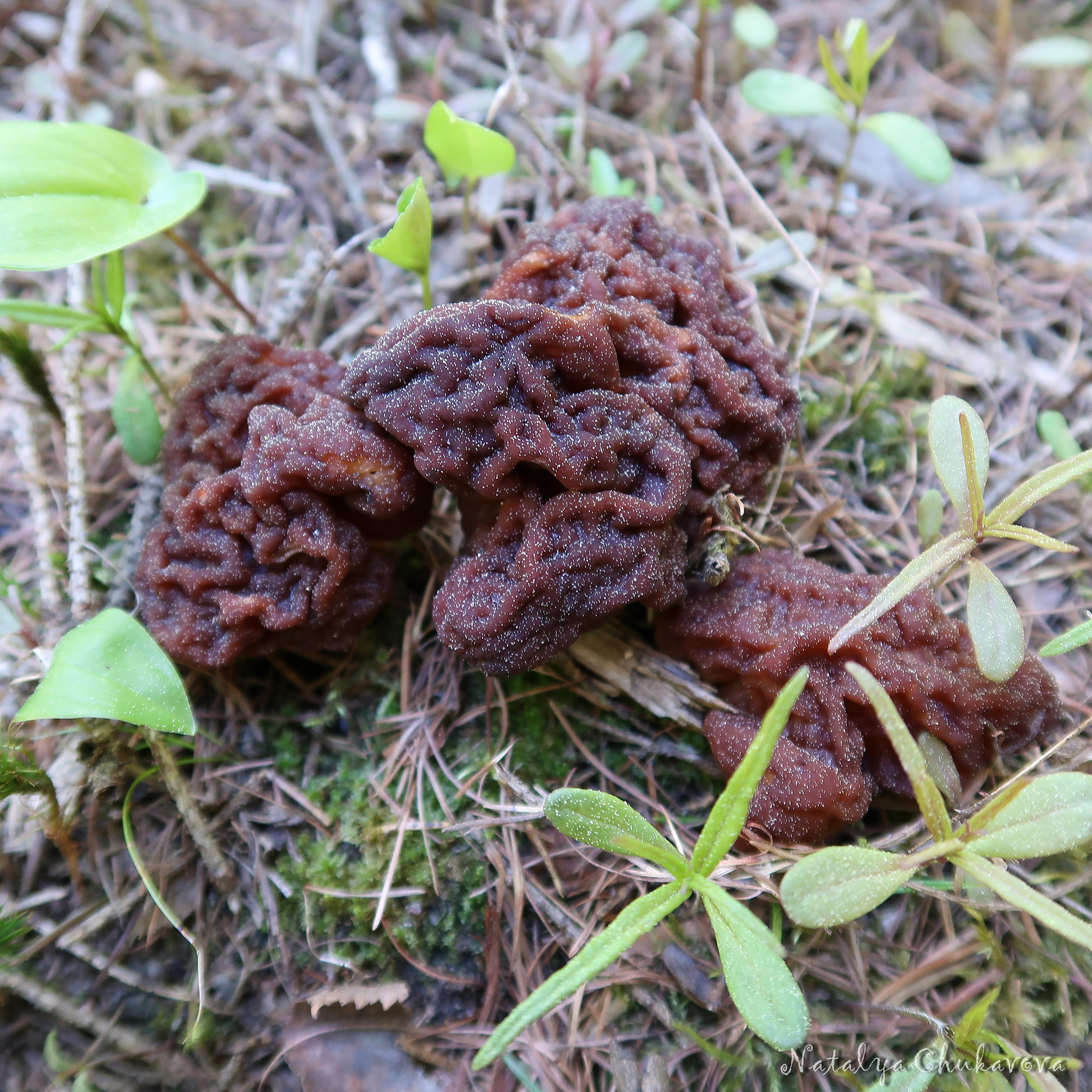 Mushrooms of the Vyborg district of Leningrad Region, 05/30/2020 - My, Mushrooms, Mushroom pickers, Stitch, Violets, Oxalis, Longpost