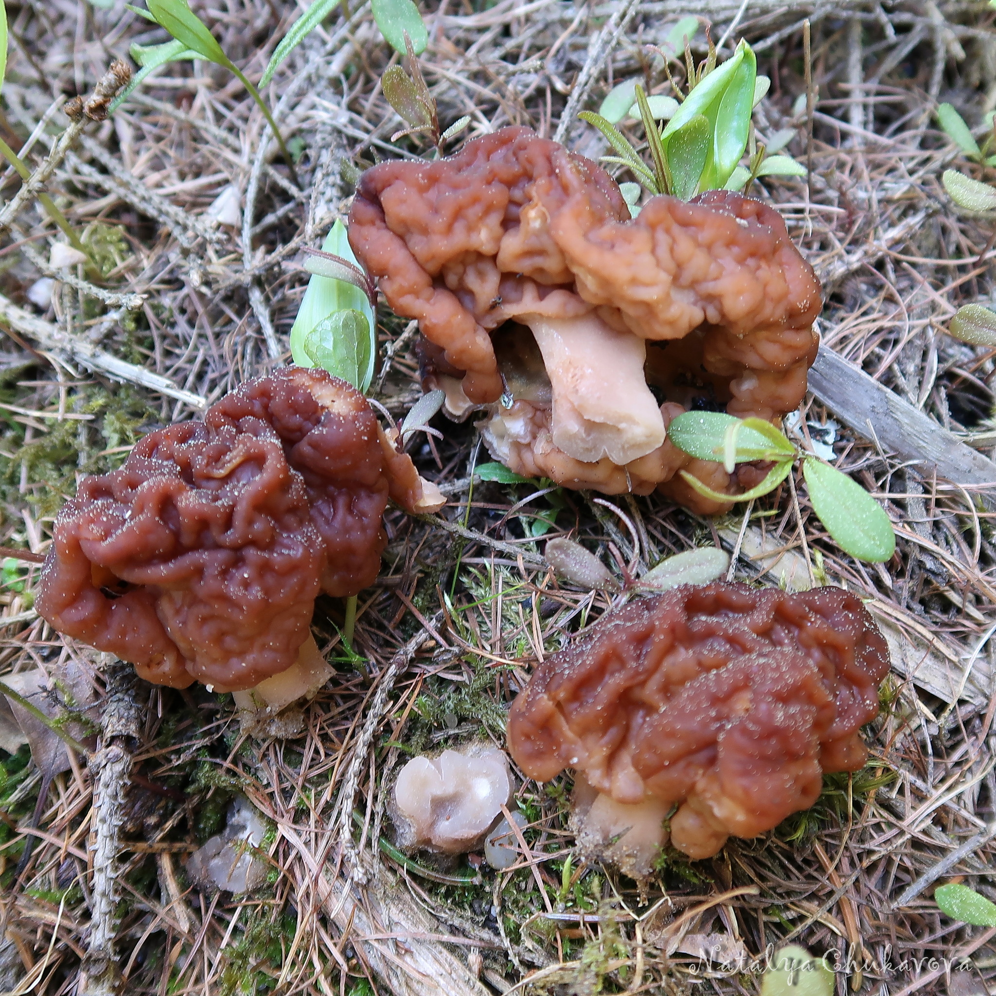 Mushrooms of the Vyborg district of Leningrad Region, 05/30/2020 - My, Mushrooms, Mushroom pickers, Stitch, Violets, Oxalis, Longpost