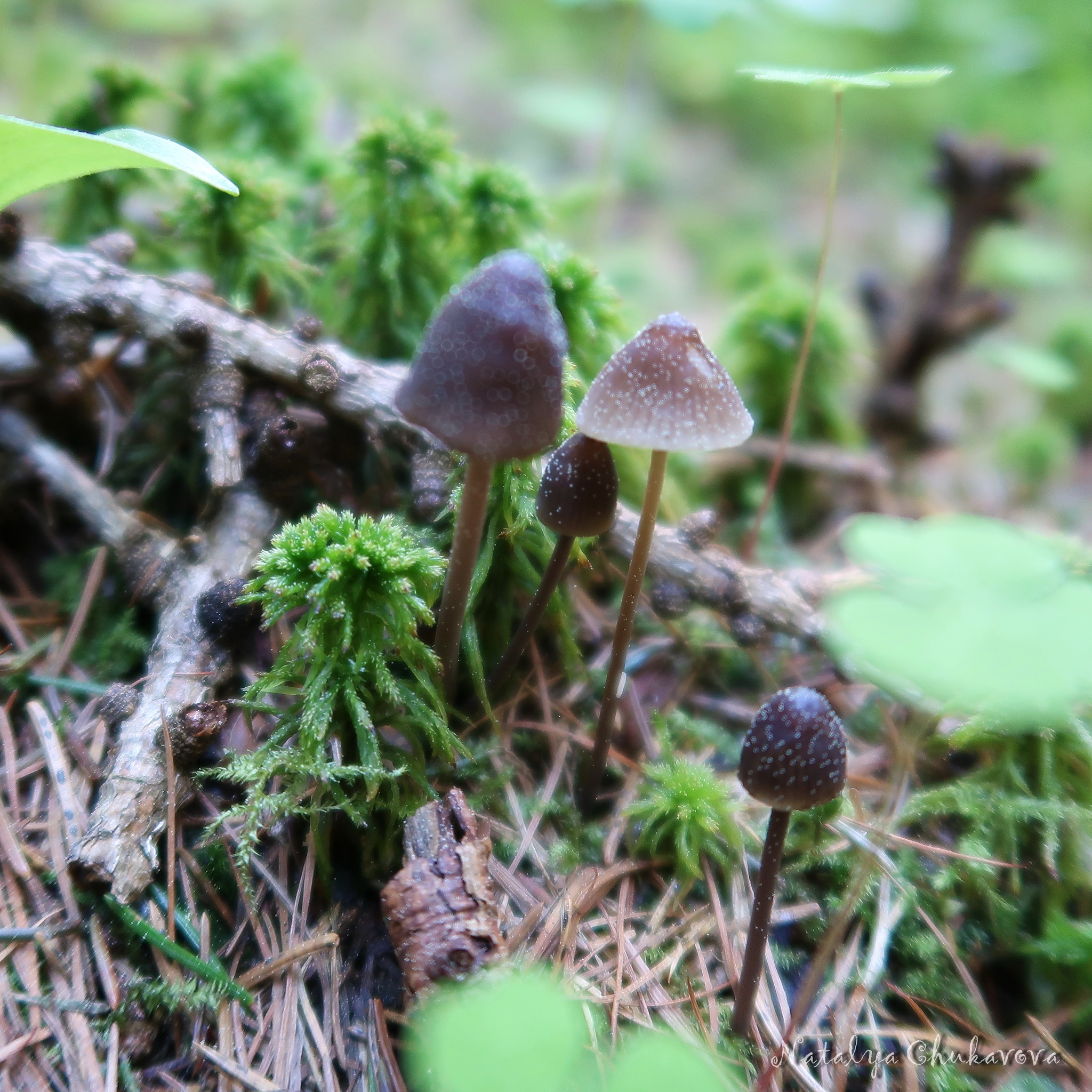 Mushrooms of the Vyborg district of Leningrad Region, 05/30/2020 - My, Mushrooms, Mushroom pickers, Stitch, Violets, Oxalis, Longpost