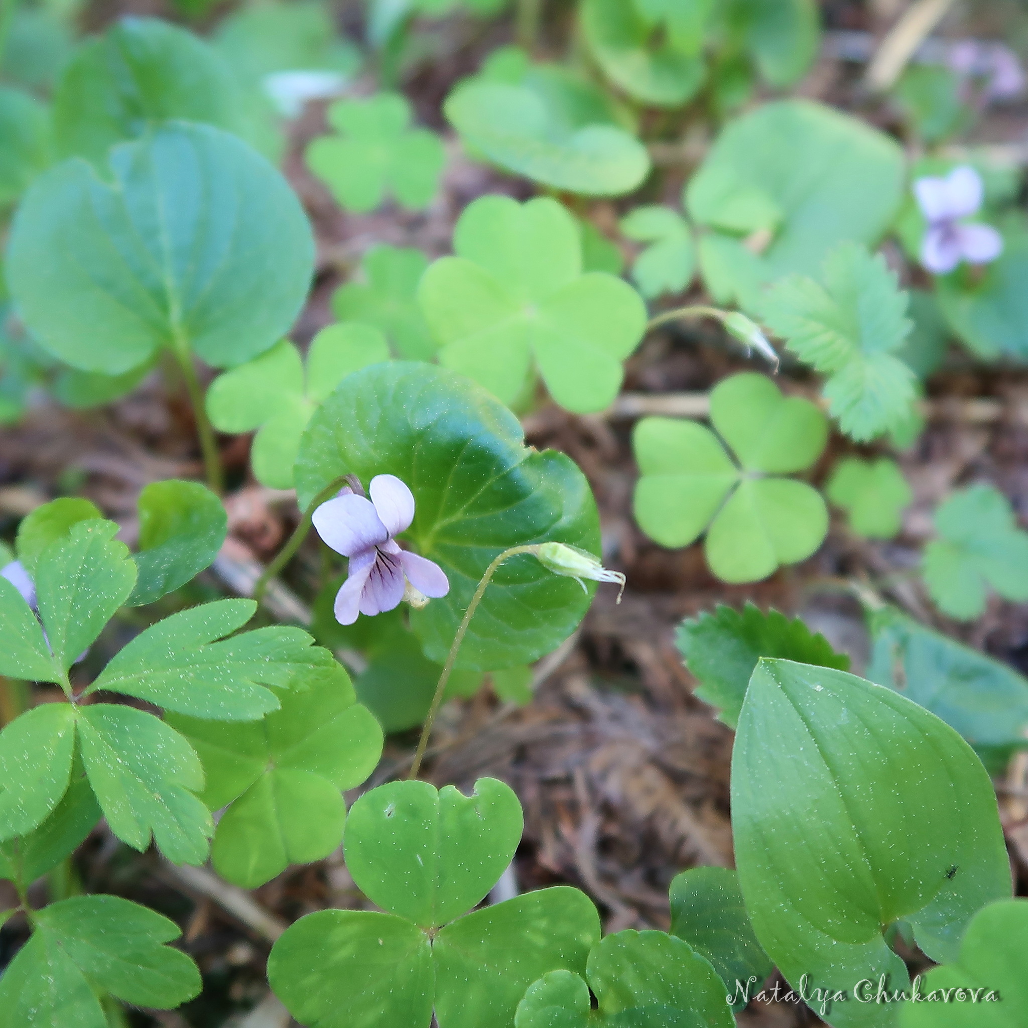 Mushrooms of the Vyborg district of Leningrad Region, 05/30/2020 - My, Mushrooms, Mushroom pickers, Stitch, Violets, Oxalis, Longpost