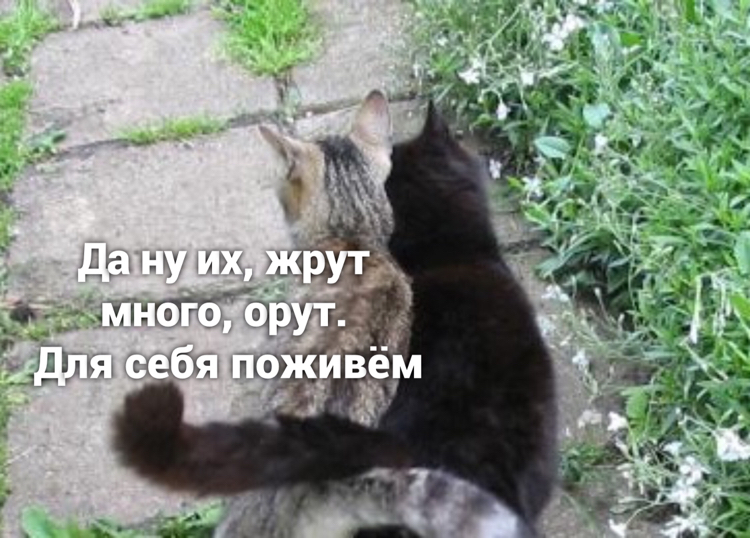 For myself - cat, Picture with text, Longpost