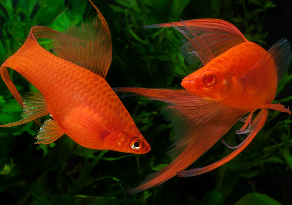 Sword bearers. A selection of fish photos - Swordtail, Aquarium fish, Aquarium, A selection, Longpost, A fish