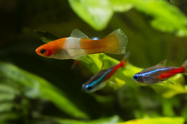 Sword bearers. A selection of fish photos - Swordtail, Aquarium fish, Aquarium, A selection, Longpost, A fish