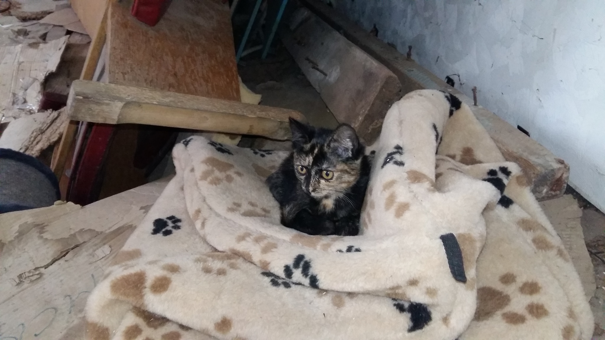 Who wants cats in Tomsk - My, No rating, Tomsk, Kittens, In good hands, Help, Longpost, cat