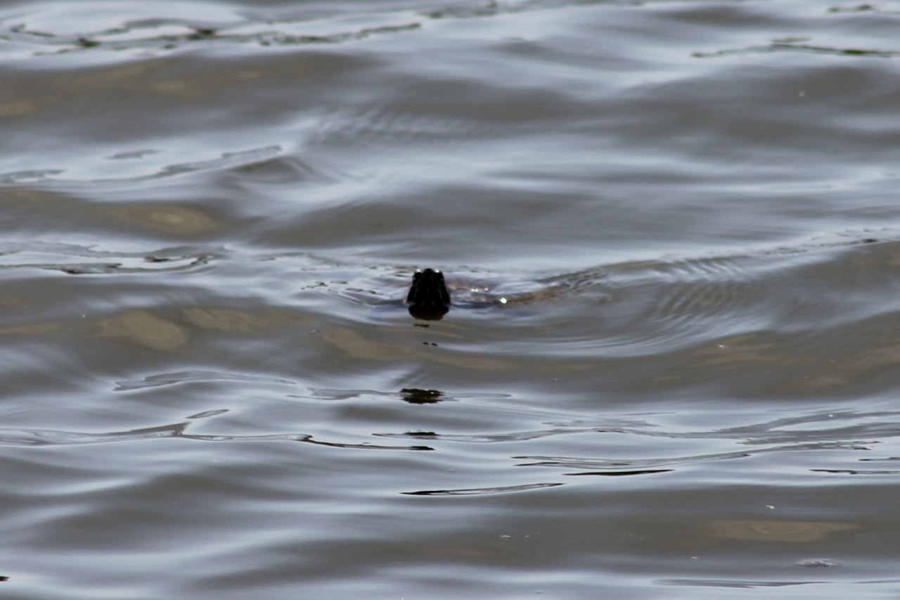 Red-eared turtle in the lake - Kazan, Lake Kaban, Turtle, Longpost