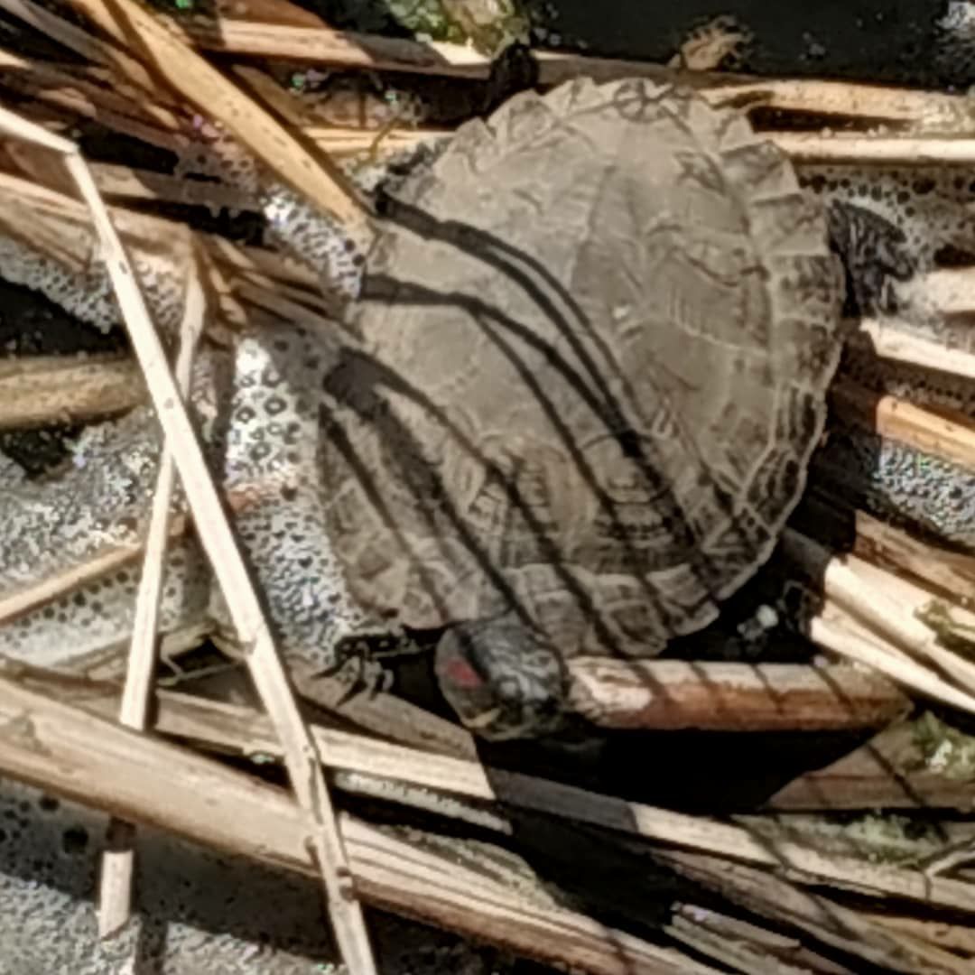 Red-eared turtle in the lake - Kazan, Lake Kaban, Turtle, Longpost