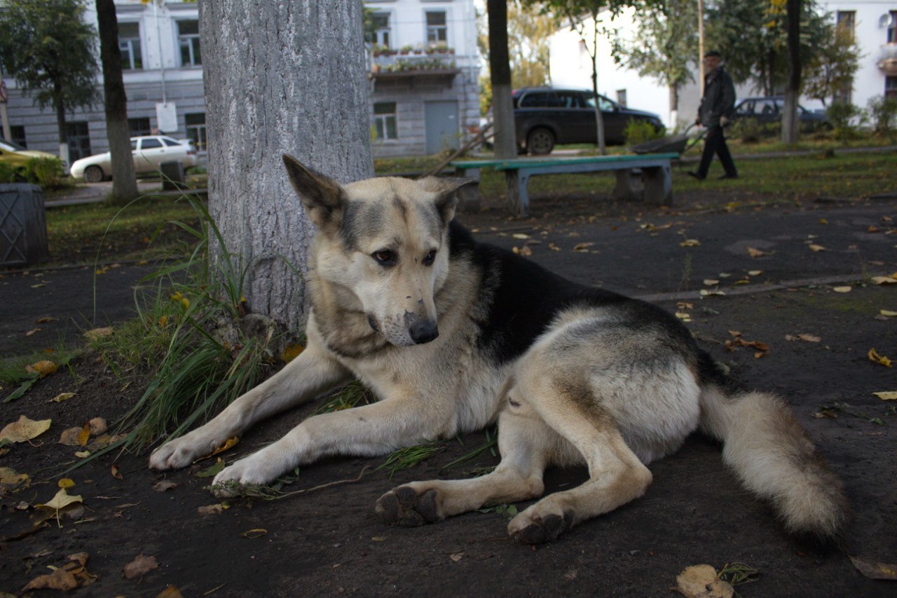 Reply to the post “He taught us to be human” - My, Novaya Ladoga, Dogs and people, sights, Kindness, Video, Reply to post, Longpost, Dog