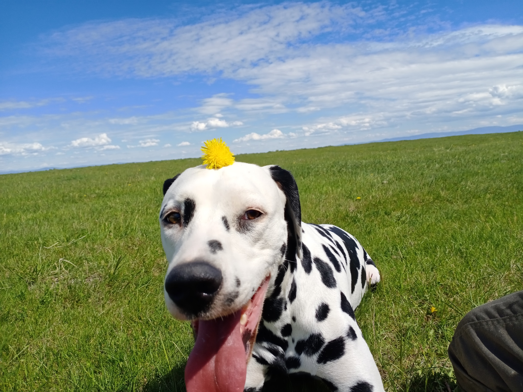 The dog is the joy of the delivery man! - My, Dog, Dalmatian, Joy, Milota, Longpost