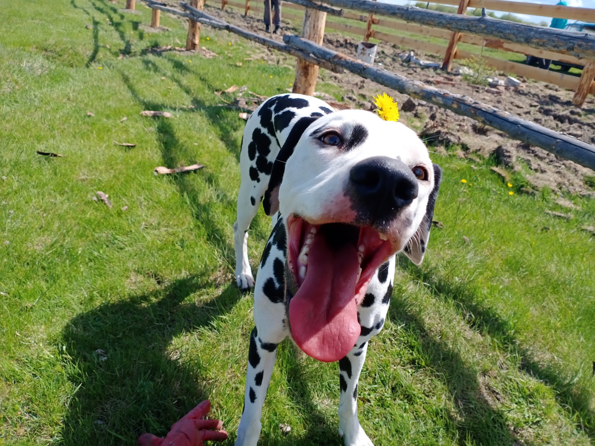 The dog is the joy of the delivery man! - My, Dog, Dalmatian, Joy, Milota, Longpost