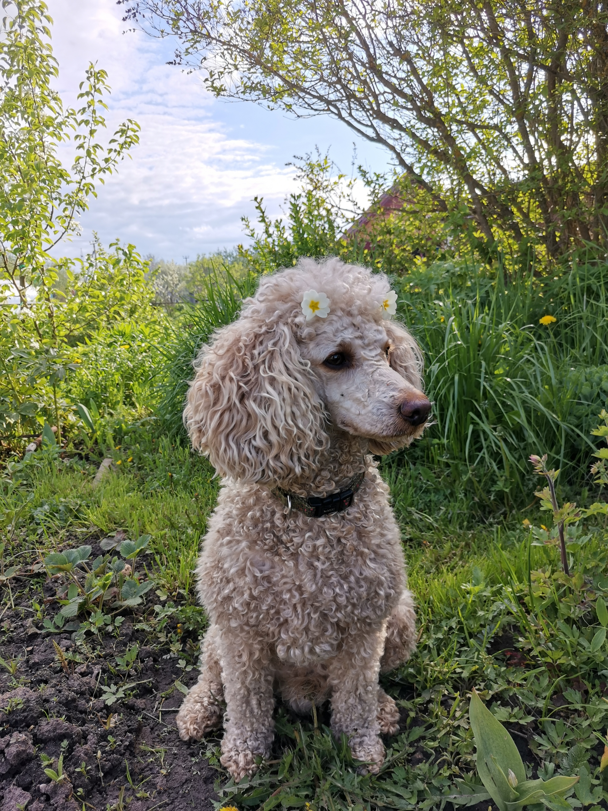 Towards summer - My, Dog, Summer, Nature, Milota